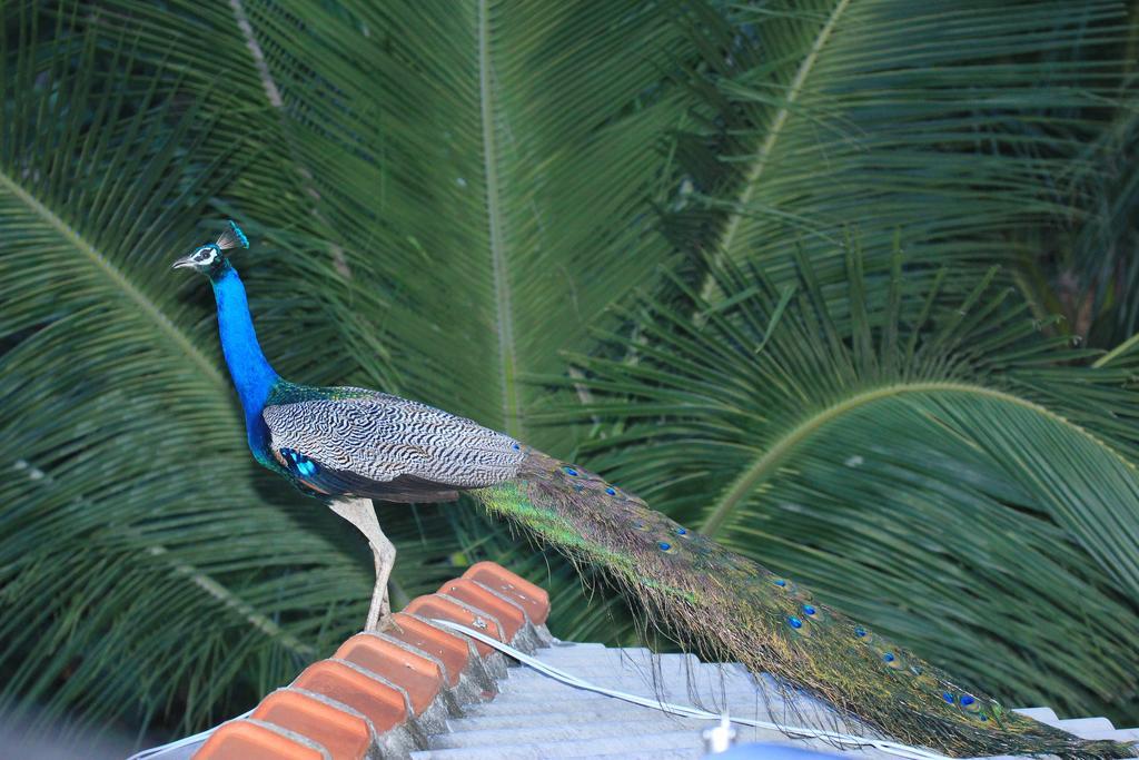 The Coconut Gardens Hotel & Restaurant ティッサマハーラーマ 部屋 写真